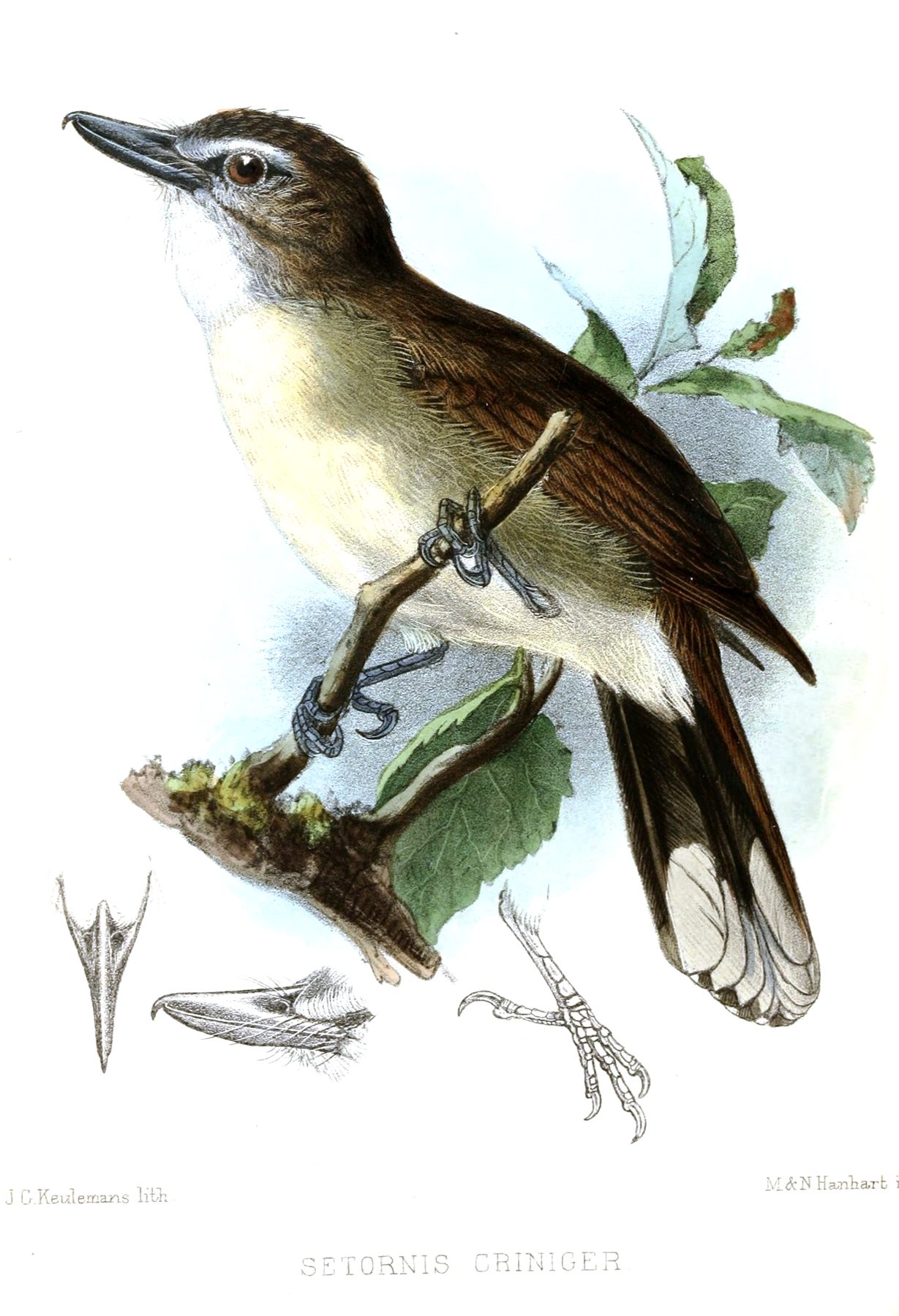 Hook-billed Bulbul — Borneo wildlife, book, free download, jungle tour, bird, bird tour