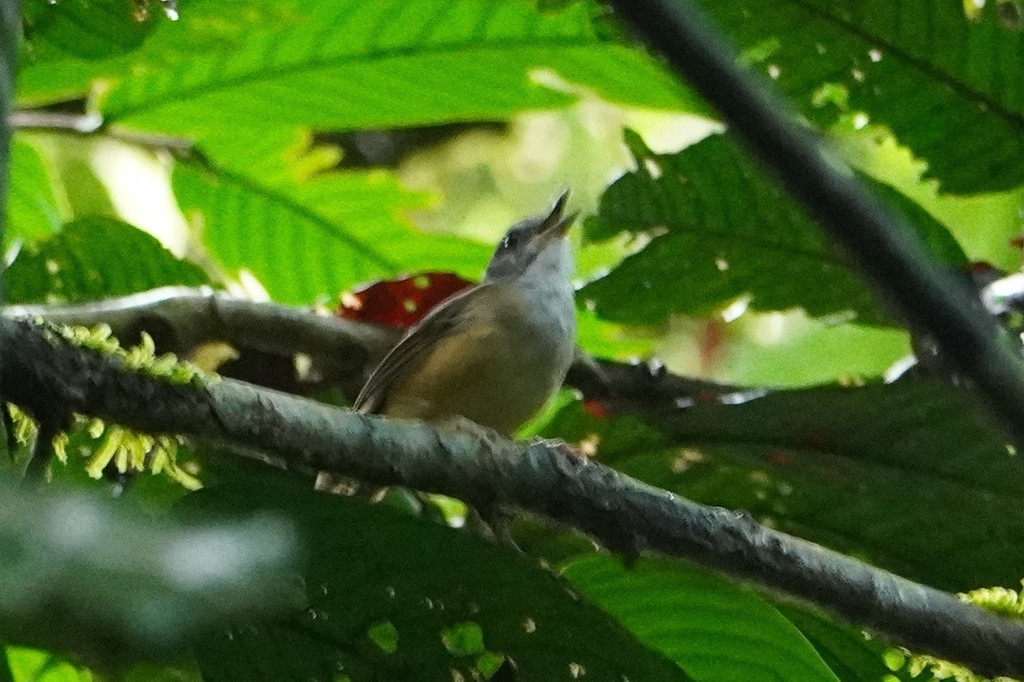 Horsfield's Babbler — Borneo wildlife, book, free download, jungle tour, bird, bird tour