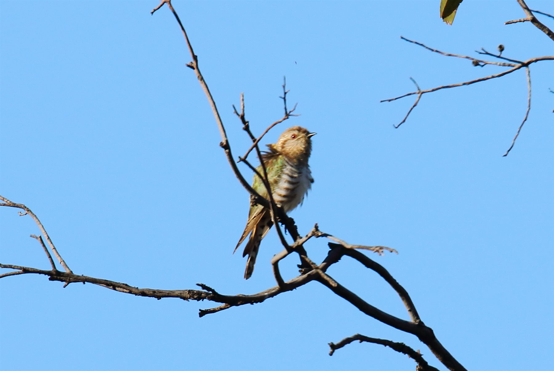 Horsfield's Bronze-Cuckoo — Borneo wildlife, book, free download, jungle tour, bird, bird tour