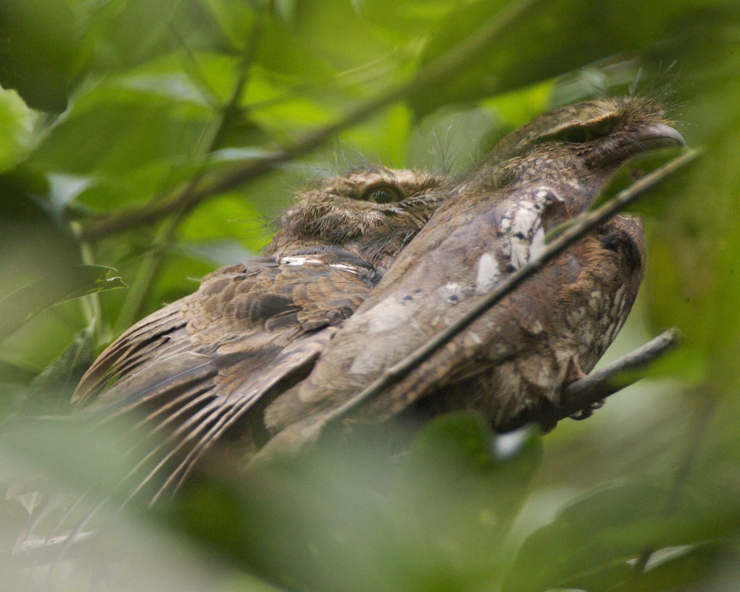 Javan Frogmouth — Borneo wildlife, book, free download, jungle tour, bird, bird tour