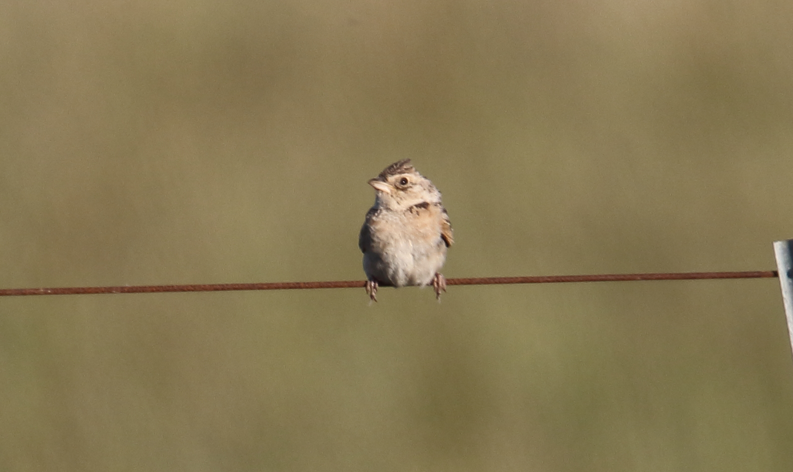 Singing Bushlark — Borneo wildlife, book, free download, jungle tour, bird, bird tour