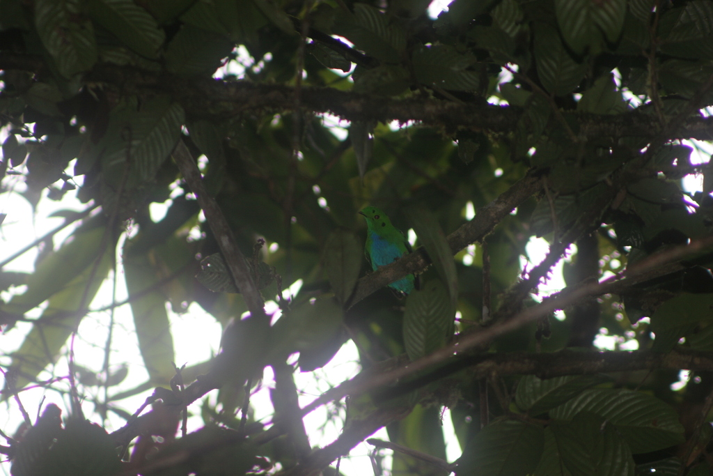 Hose's Broadbill — Borneo wildlife, book, free download, jungle tour, bird, bird tour