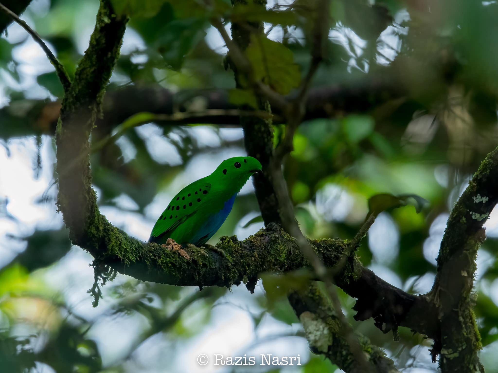 Hose's Broadbill — Borneo wildlife, book, free download, jungle tour, bird, bird tour