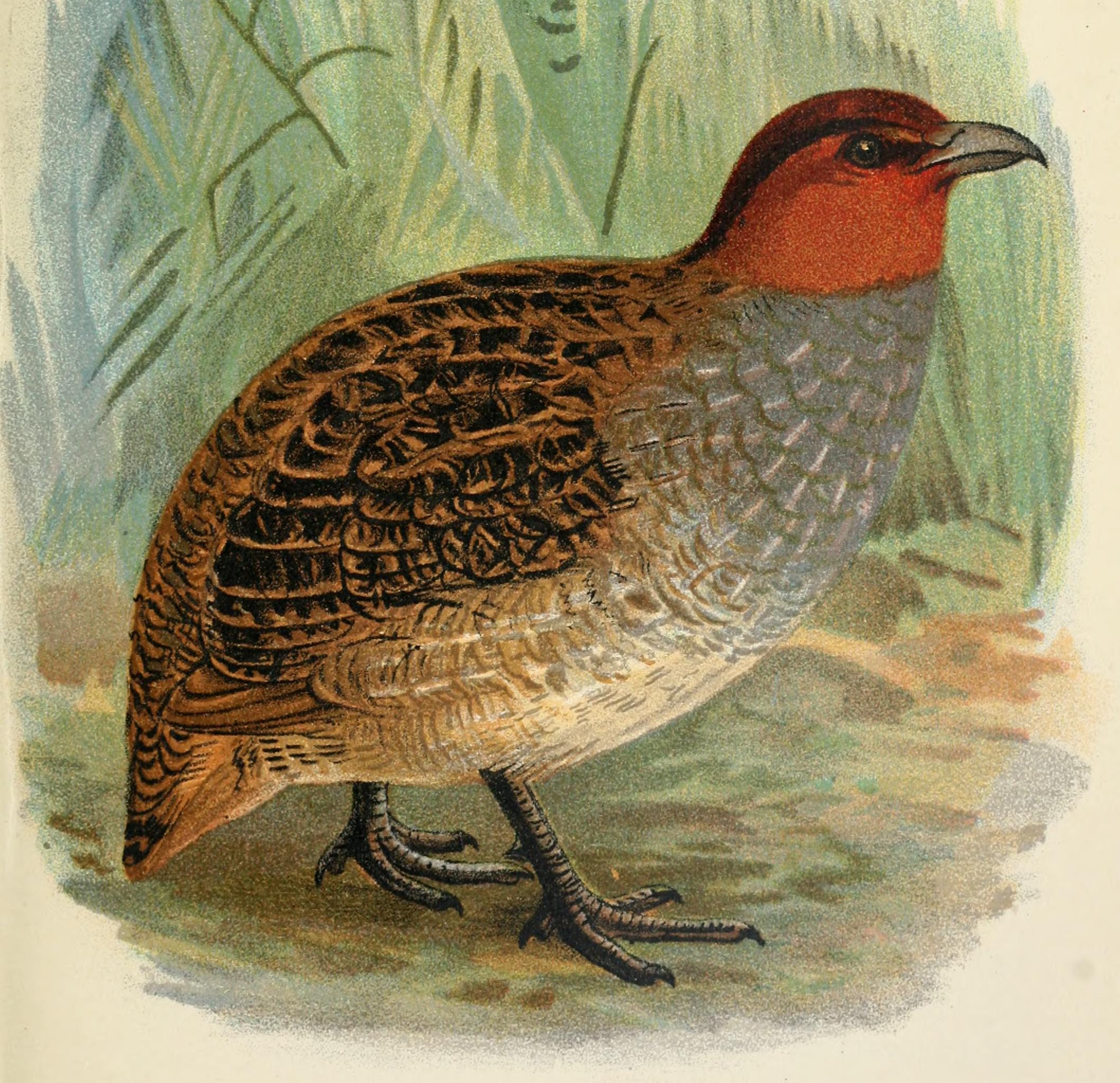 Dulit Partridge — Borneo wildlife, book, free download, jungle tour, bird, bird tour