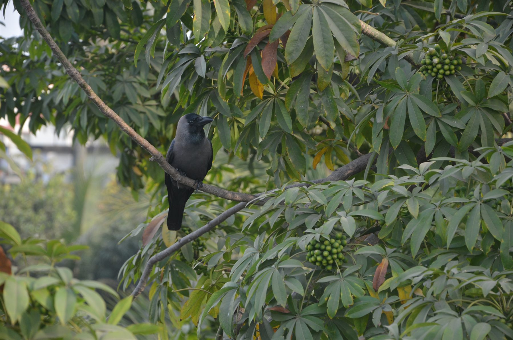 House Crow — Borneo wildlife, book, free download, jungle tour, bird, bird tour
