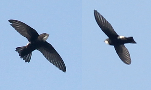 House Swift — Borneo wildlife, book, free download, jungle tour, bird, bird tour