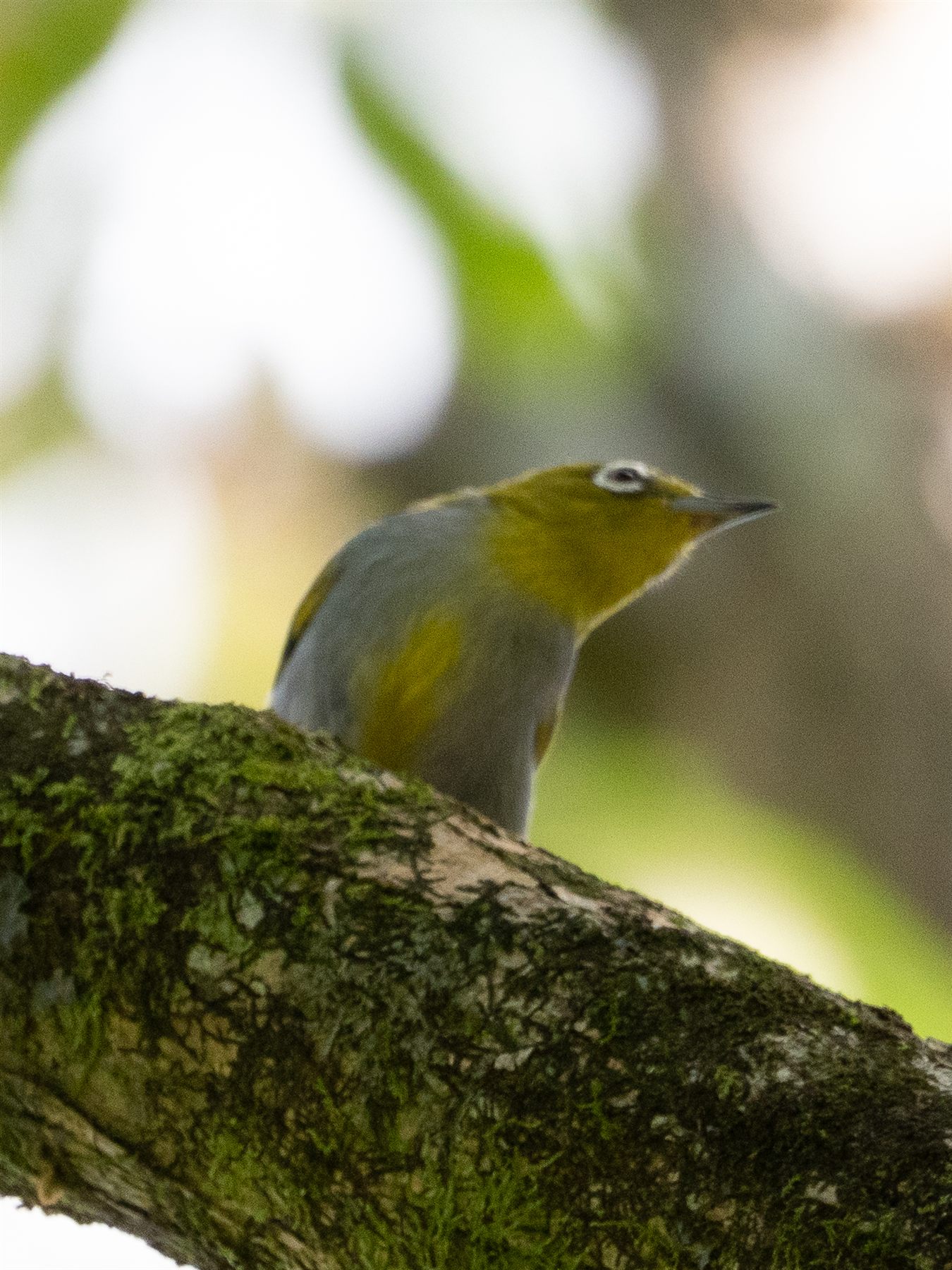 Hume's White-eye — Borneo wildlife, book, free download, jungle tour, bird, bird tour