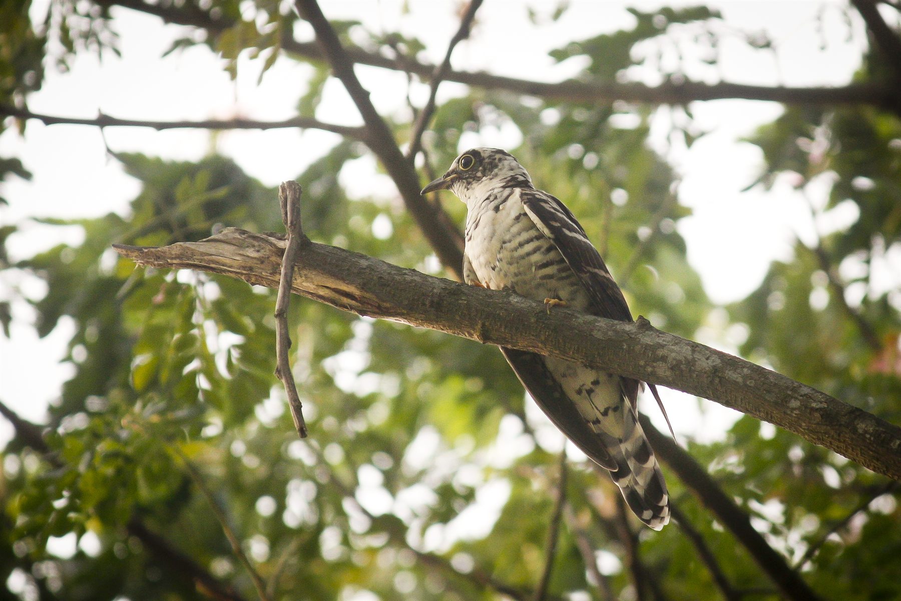 Indian Cuckoo — Borneo wildlife, book, free download, jungle tour, bird, bird tour