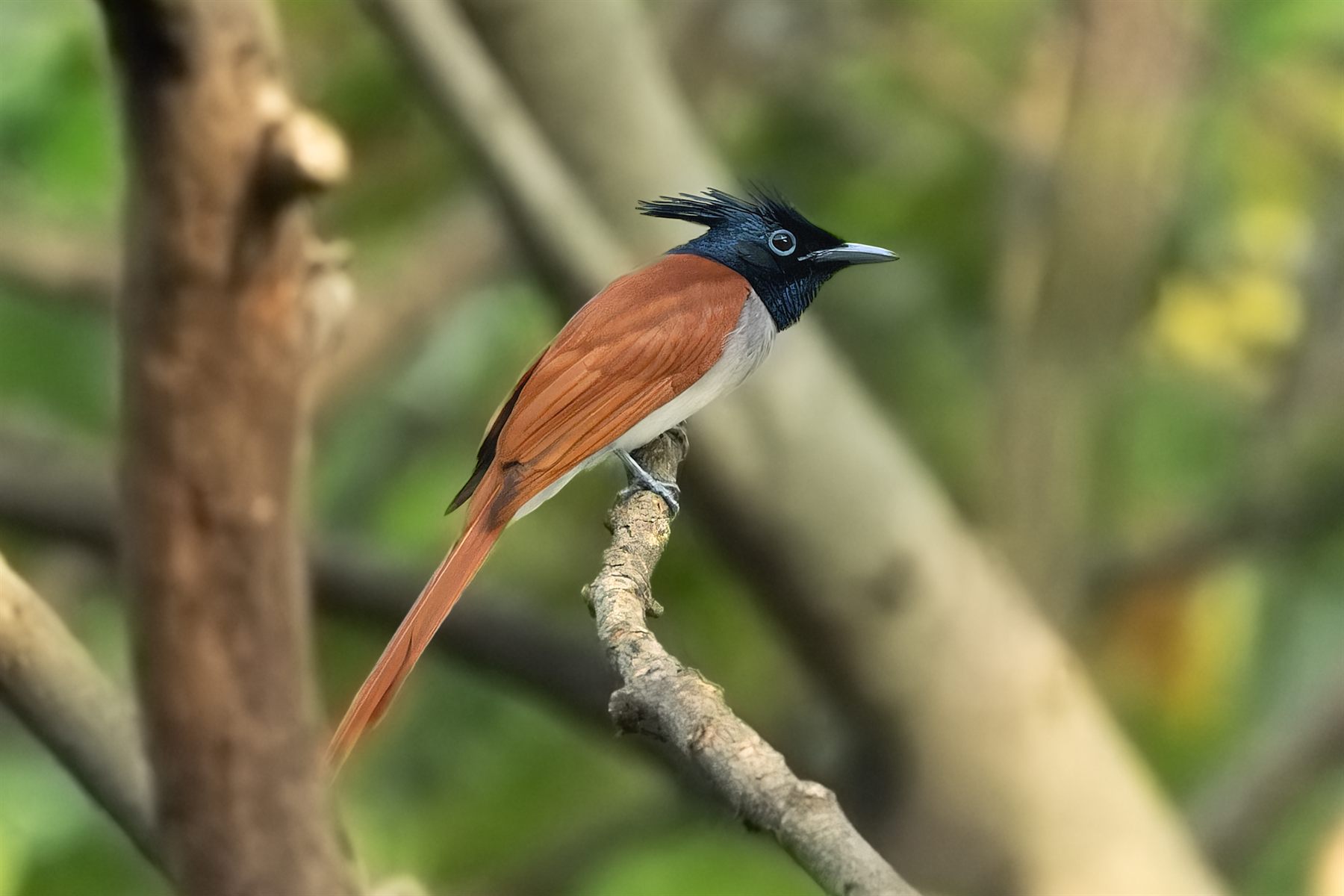 Indian Paradise-flycatcher — Borneo wildlife, book, free download, jungle tour, bird, bird tour