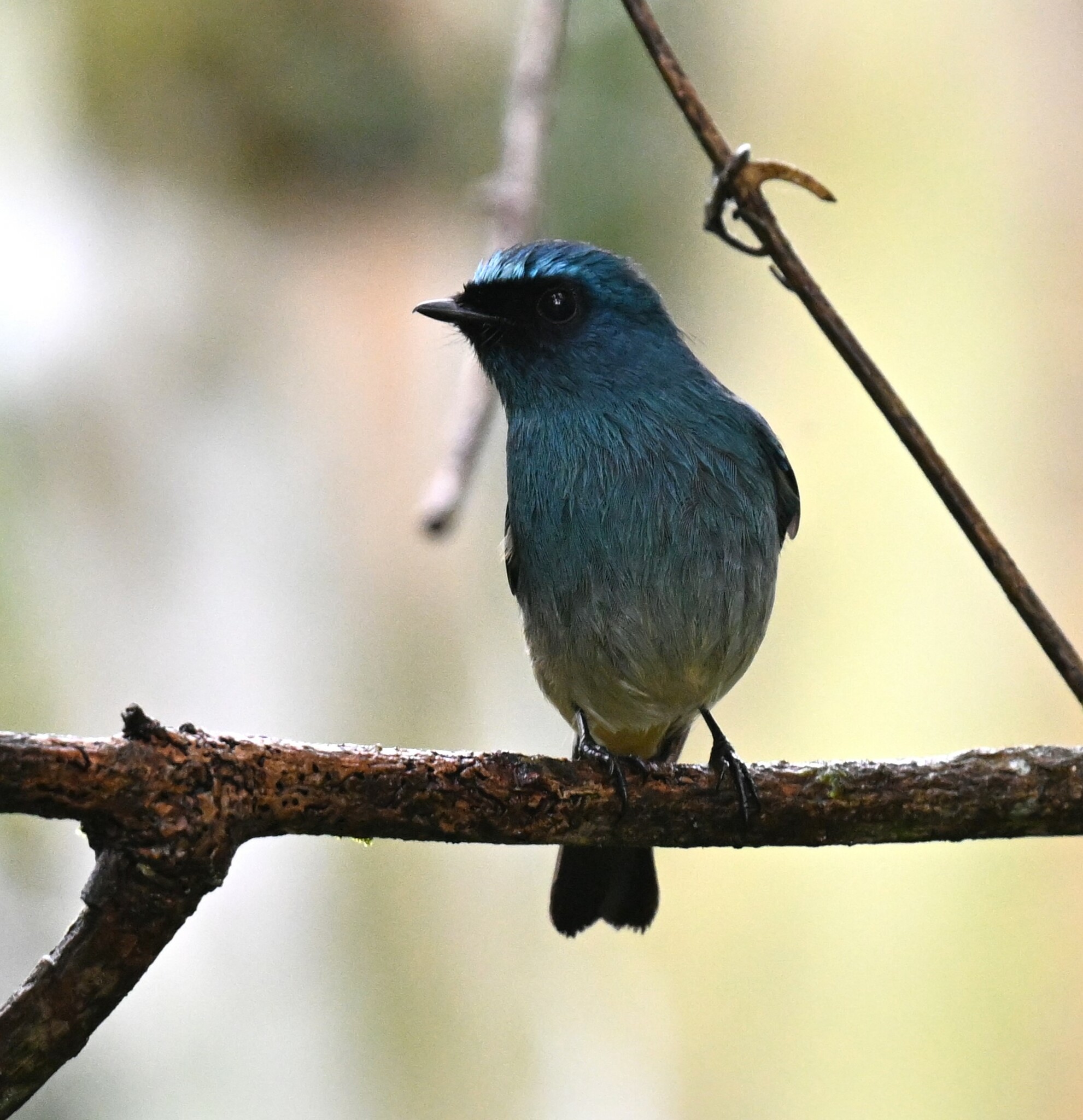 Indigo Flycatcher — Borneo wildlife, book, free download, jungle tour, bird, bird tour