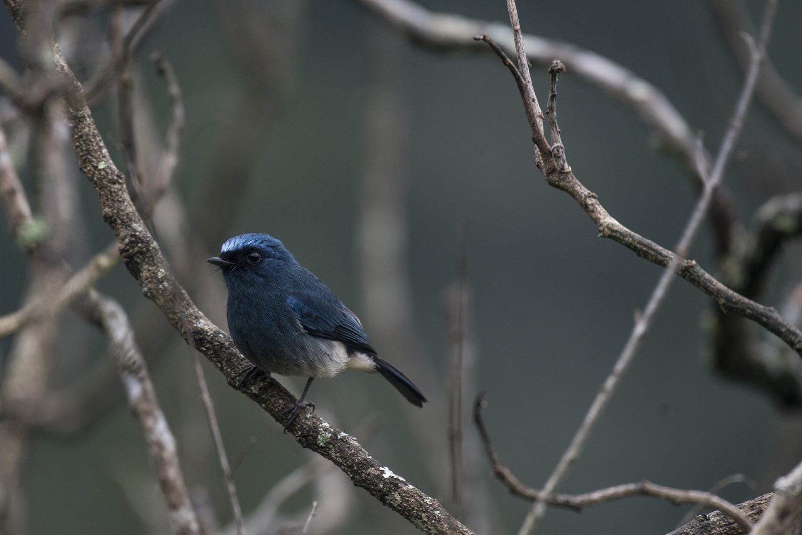 Indigo Flycatcher — Borneo wildlife, book, free download, jungle tour, bird, bird tour