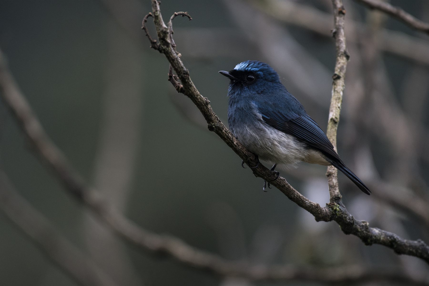 Indigo Flycatcher — Borneo wildlife, book, free download, jungle tour, bird, bird tour