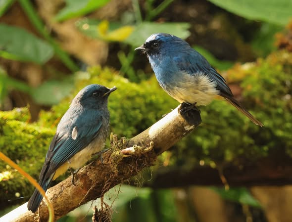 Indigo Flycatcher — Borneo wildlife, book, free download, jungle tour, bird, bird tour