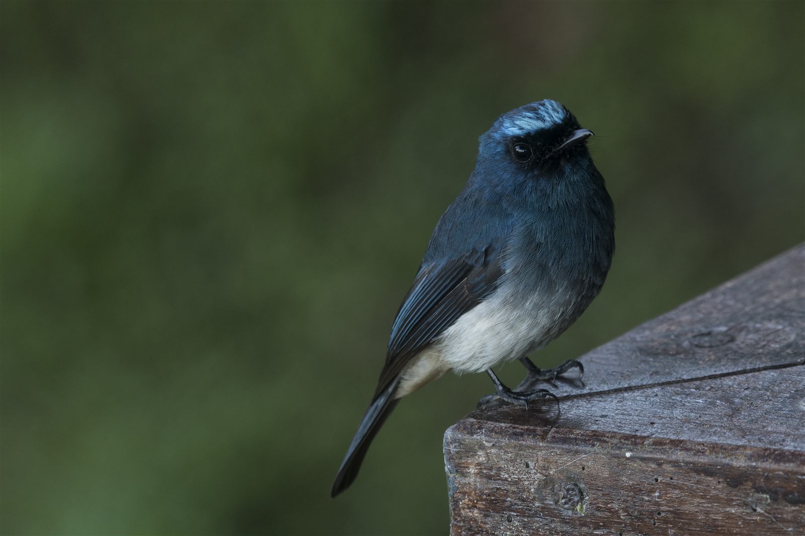 Indigo Flycatcher — Borneo wildlife, book, free download, jungle tour, bird, bird tour