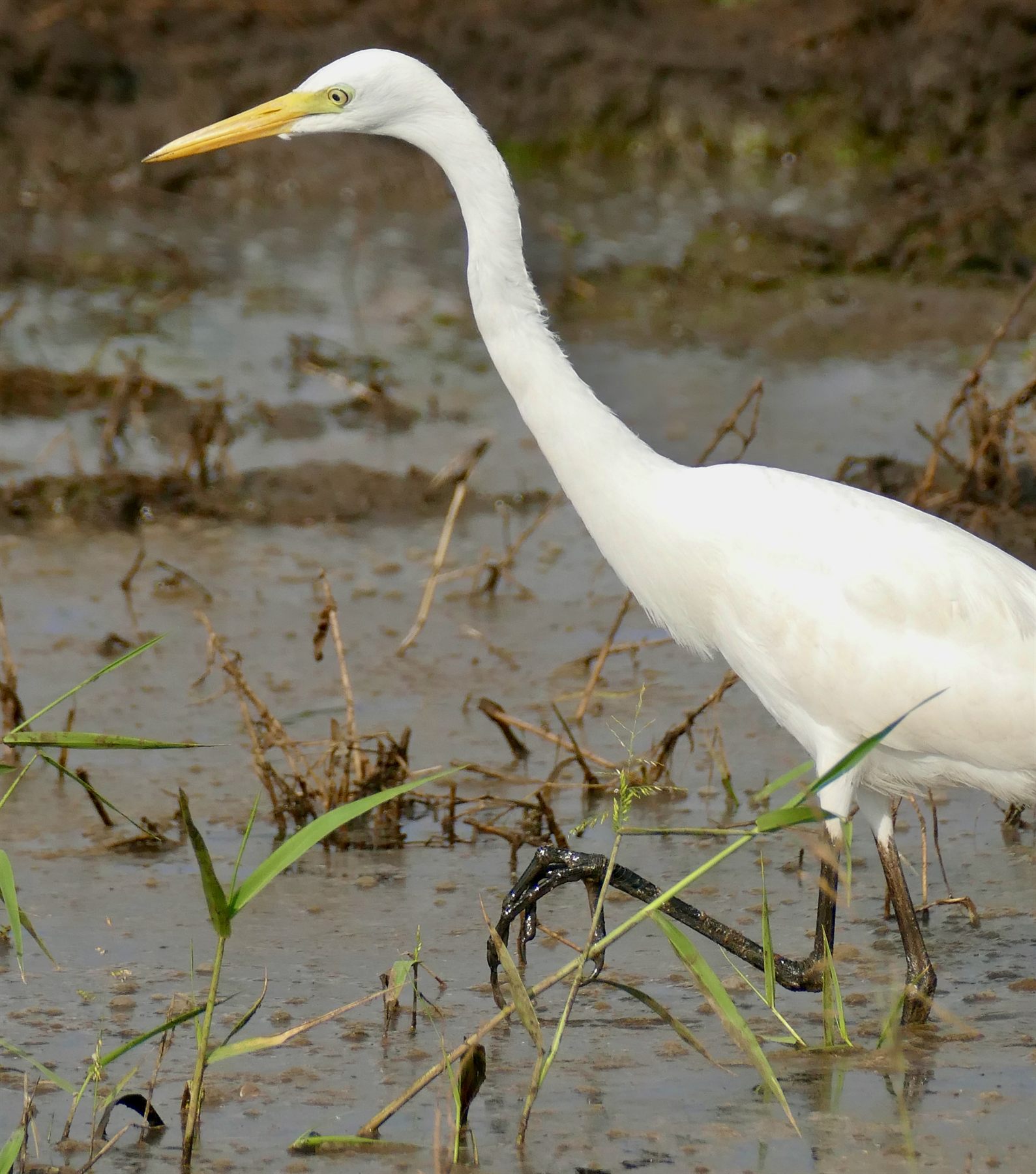 Medium Egret — Borneo wildlife, book, free download, jungle tour, bird, bird tour