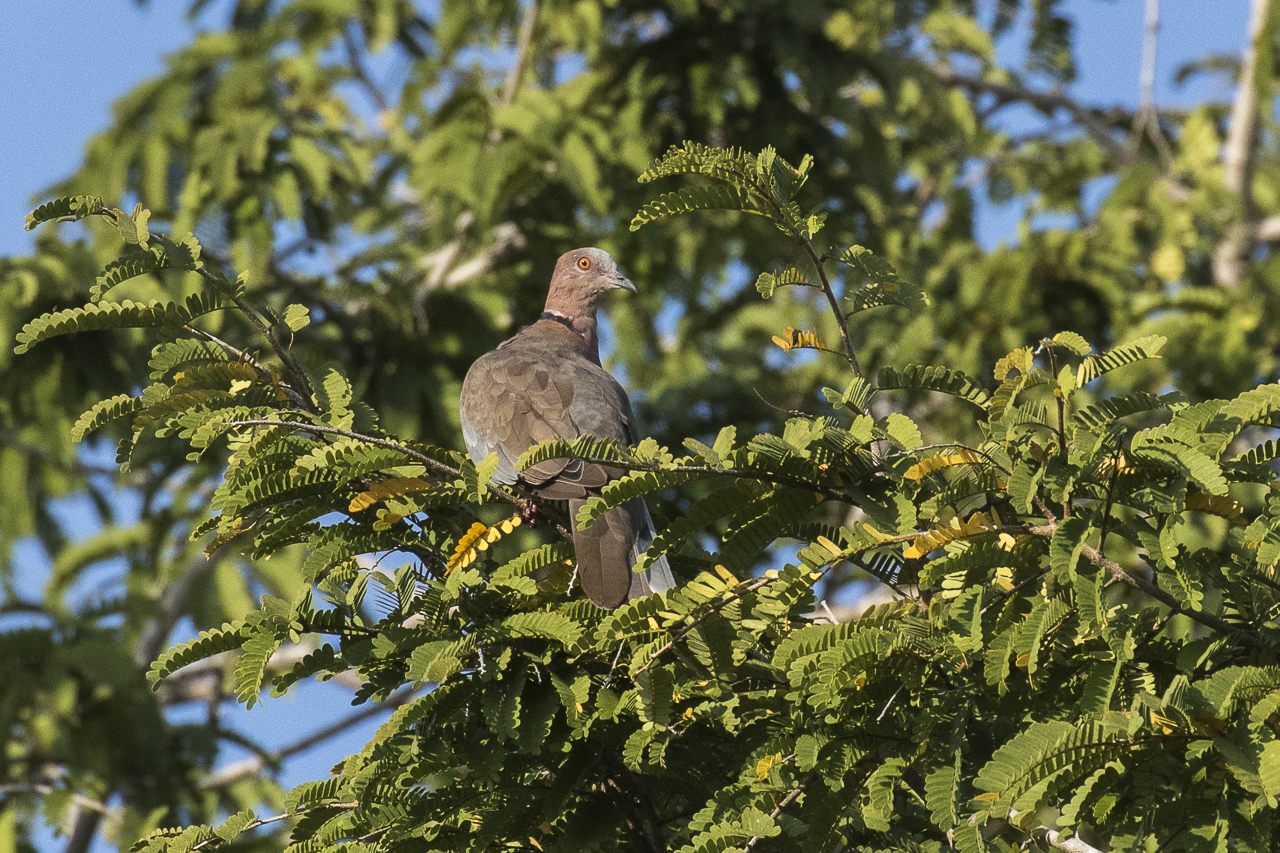 Sunda Collared-Dove — Borneo wildlife, book, free download, jungle tour, bird, bird tour