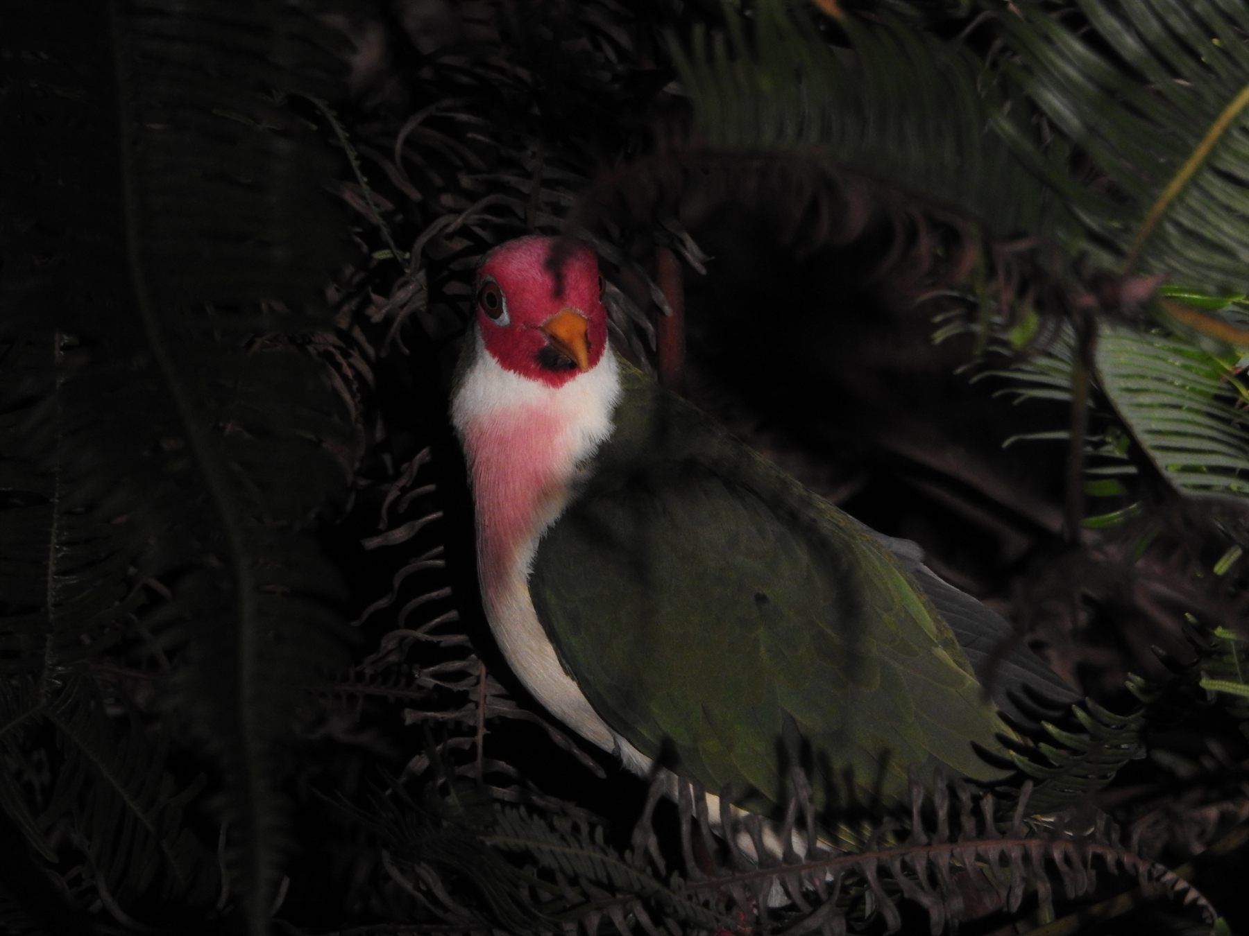 Jambu Fruit-Dove — Borneo wildlife, book, free download, jungle tour, bird, bird tour