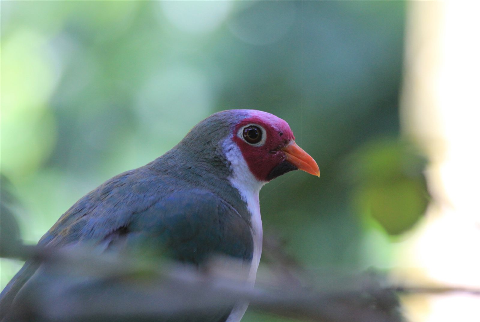 Jambu Fruit-Dove — Borneo wildlife, book, free download, jungle tour, bird, bird tour