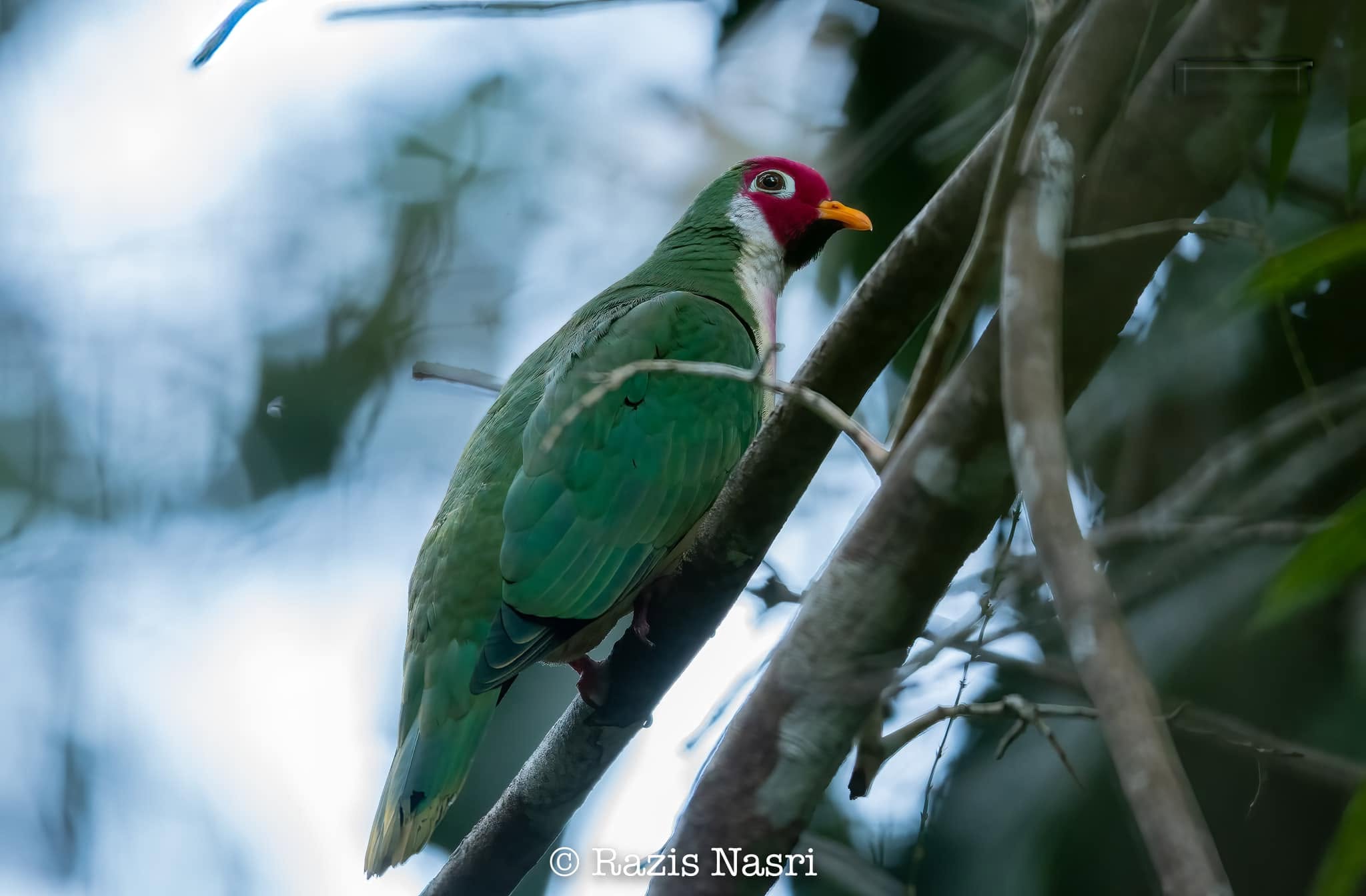 Jambu Fruit-Dove — Borneo wildlife, book, free download, jungle tour, bird, bird tour