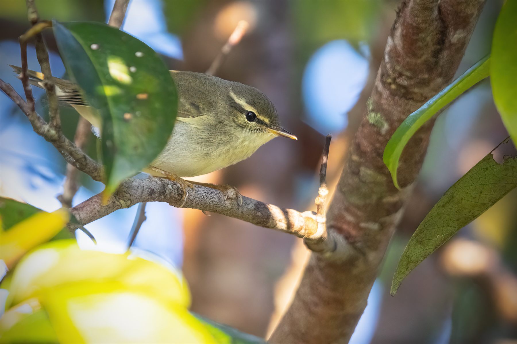 Japanese Leaf Warbler — Borneo wildlife, book, free download, jungle tour, bird, bird tour