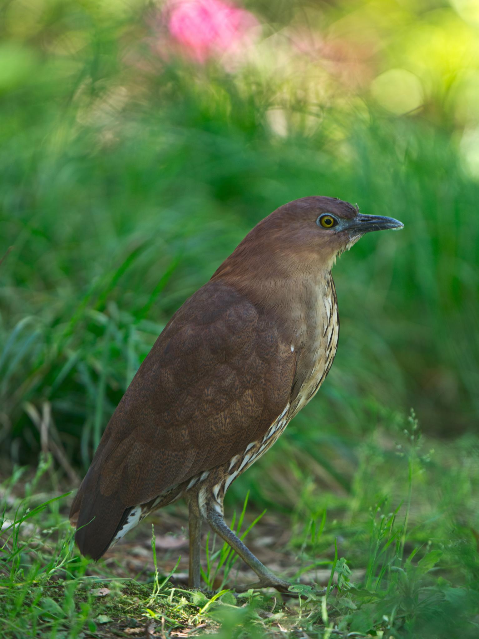 Japanese Night Heron — Borneo wildlife, book, free download, jungle tour, bird, bird tour