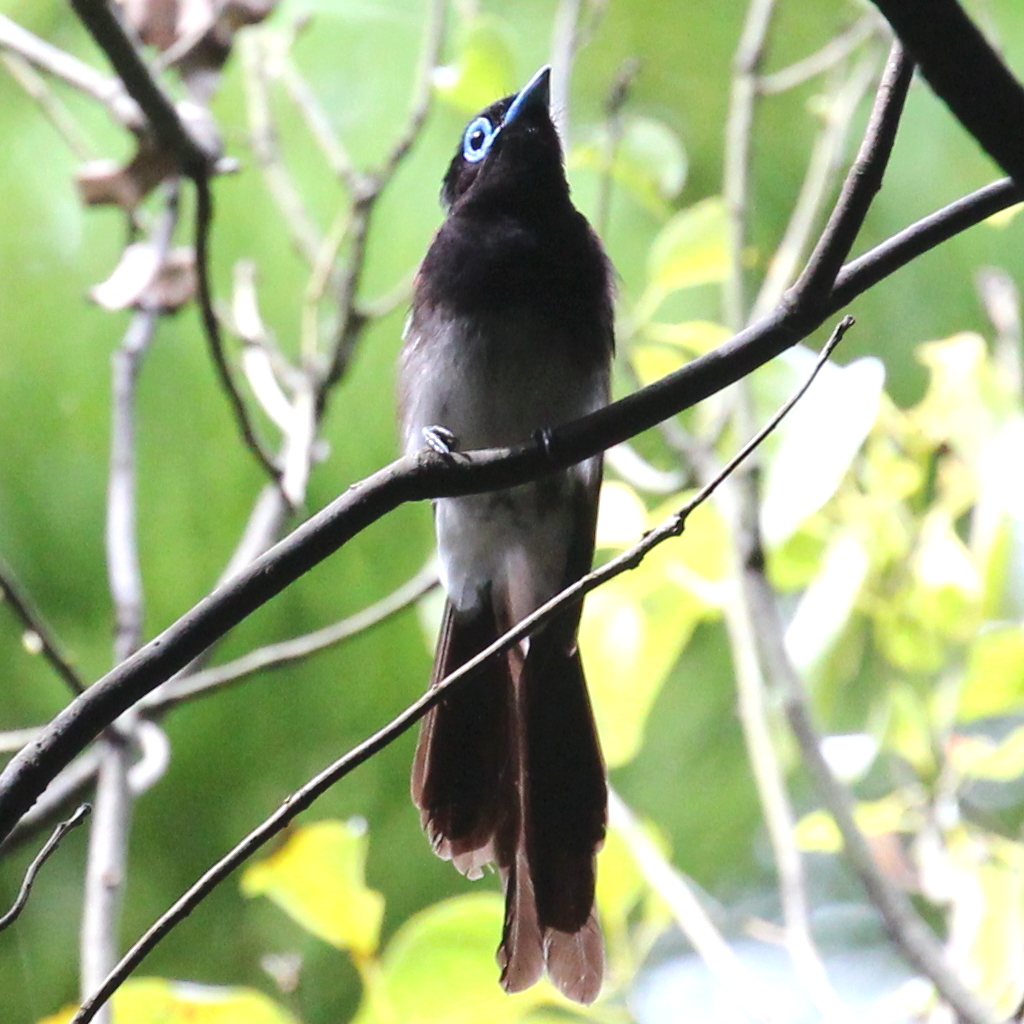 Black Paradise-Flycatcher — Borneo wildlife, book, free download, jungle tour, bird, bird tour