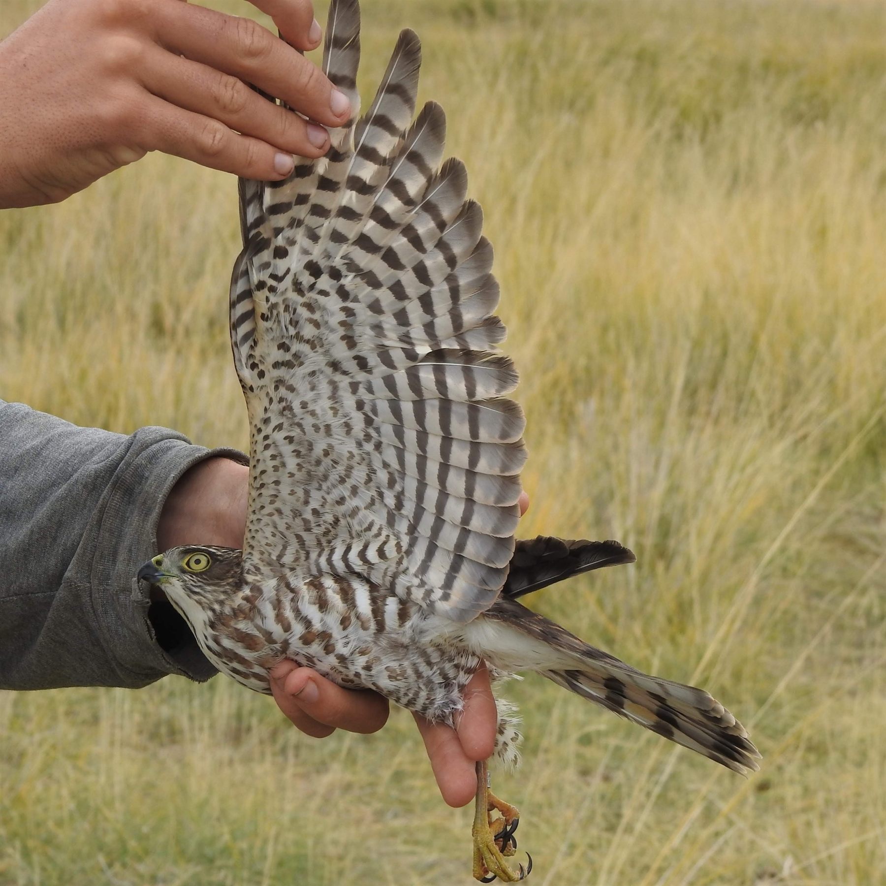Japanese Sparrowhawk — Borneo wildlife, book, free download, jungle tour, bird, bird tour