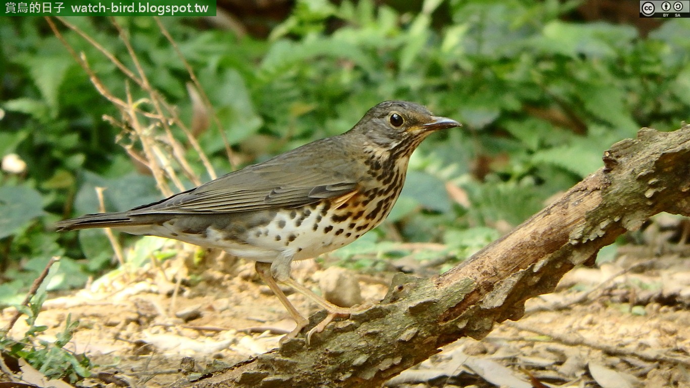 Japanese Thrush — Borneo wildlife, book, free download, jungle tour, bird, bird tour