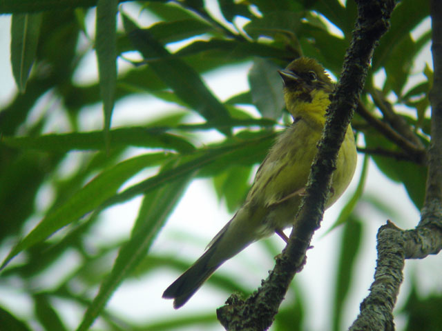 Yellow Bunting — Borneo wildlife, book, free download, jungle tour, bird, bird tour