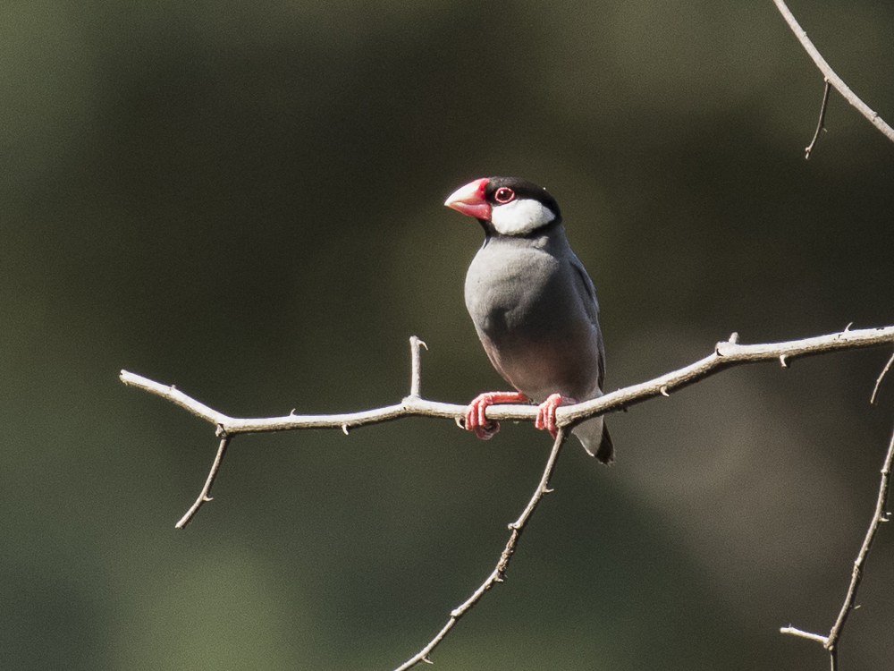 Java Sparrow — Borneo wildlife, book, free download, jungle tour, bird, bird tour