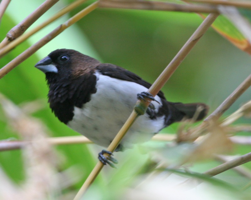 Javan Munia — Borneo wildlife, book, free download, jungle tour, bird, bird tour
