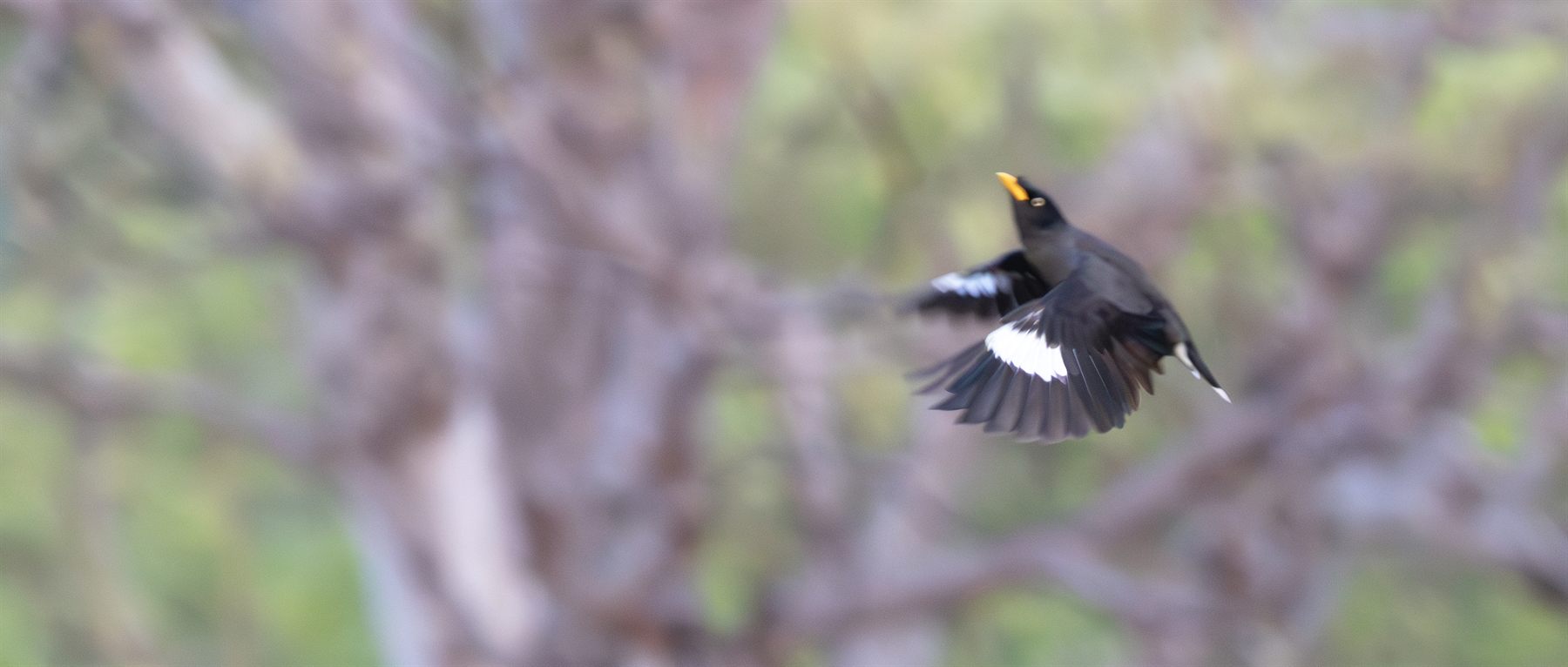 Javan Myna — Borneo wildlife, book, free download, jungle tour, bird, bird tour