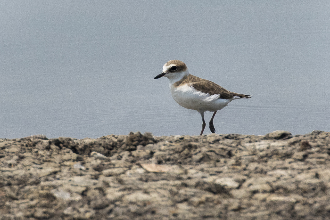 Javan Plover — Borneo wildlife, book, free download, jungle tour, bird, bird tour