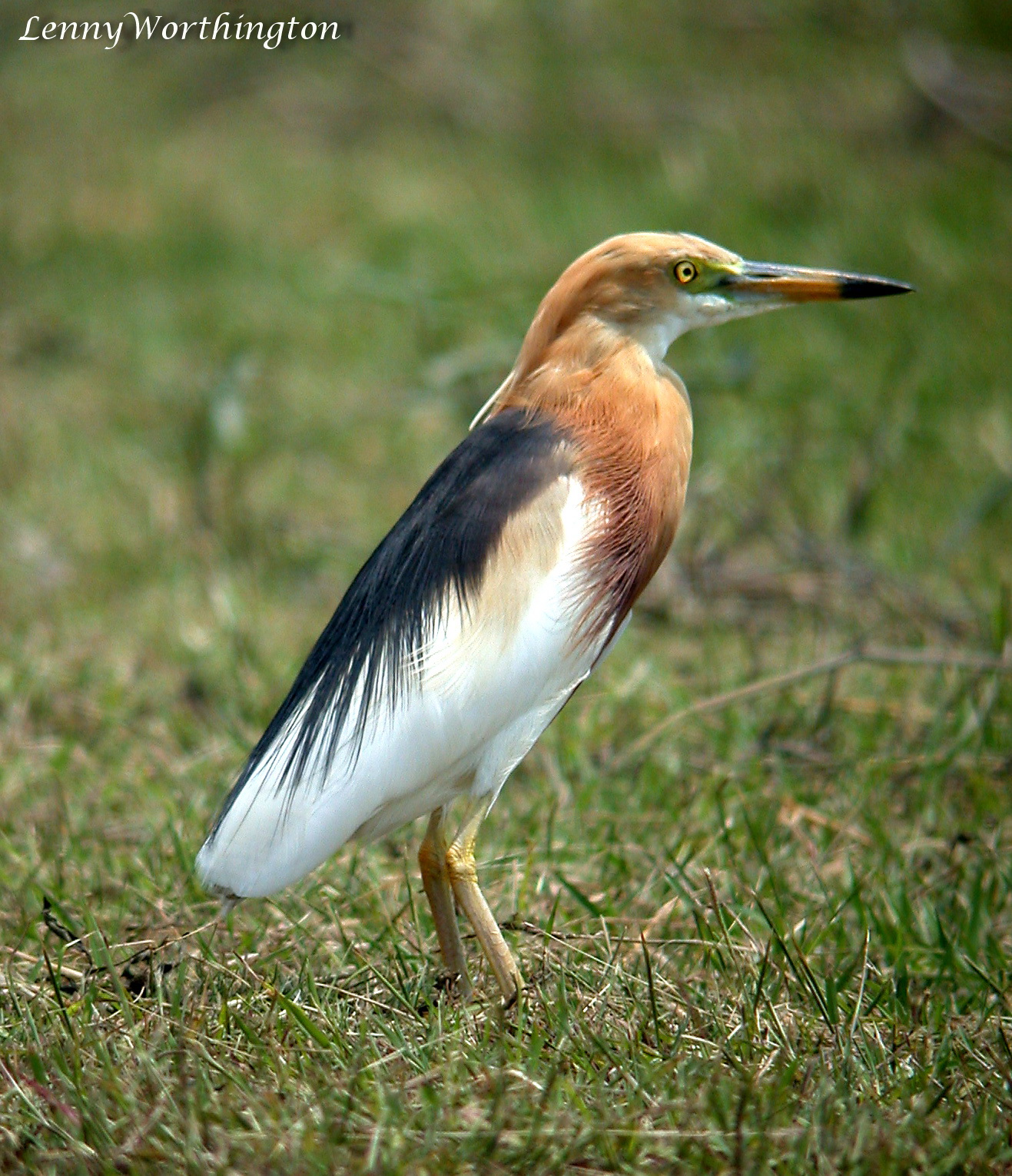 Javan Pond-Heron — Borneo wildlife, book, free download, jungle tour, bird, bird tour