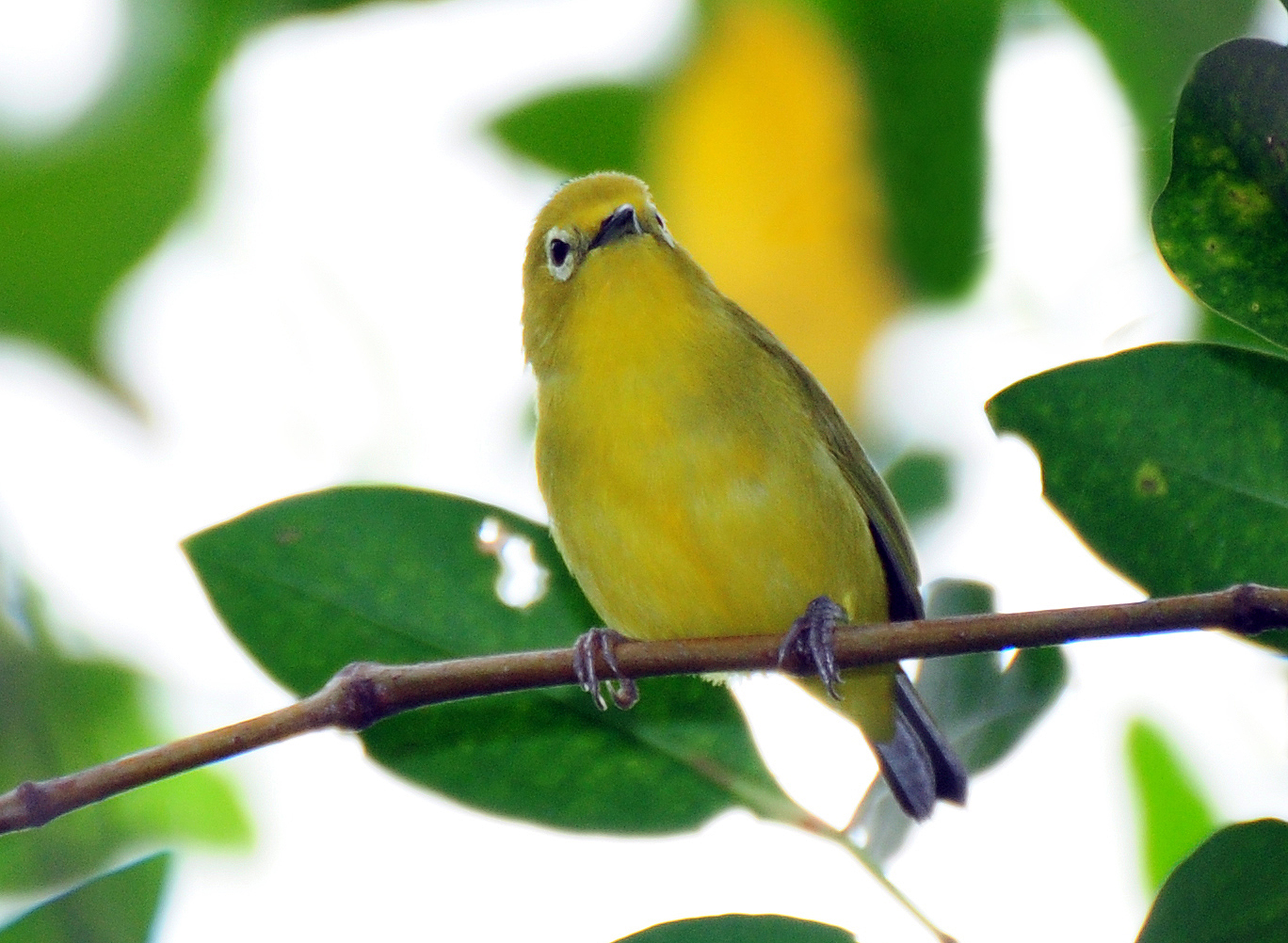 Javan White-eye — Borneo wildlife, book, free download, jungle tour, bird, bird tour