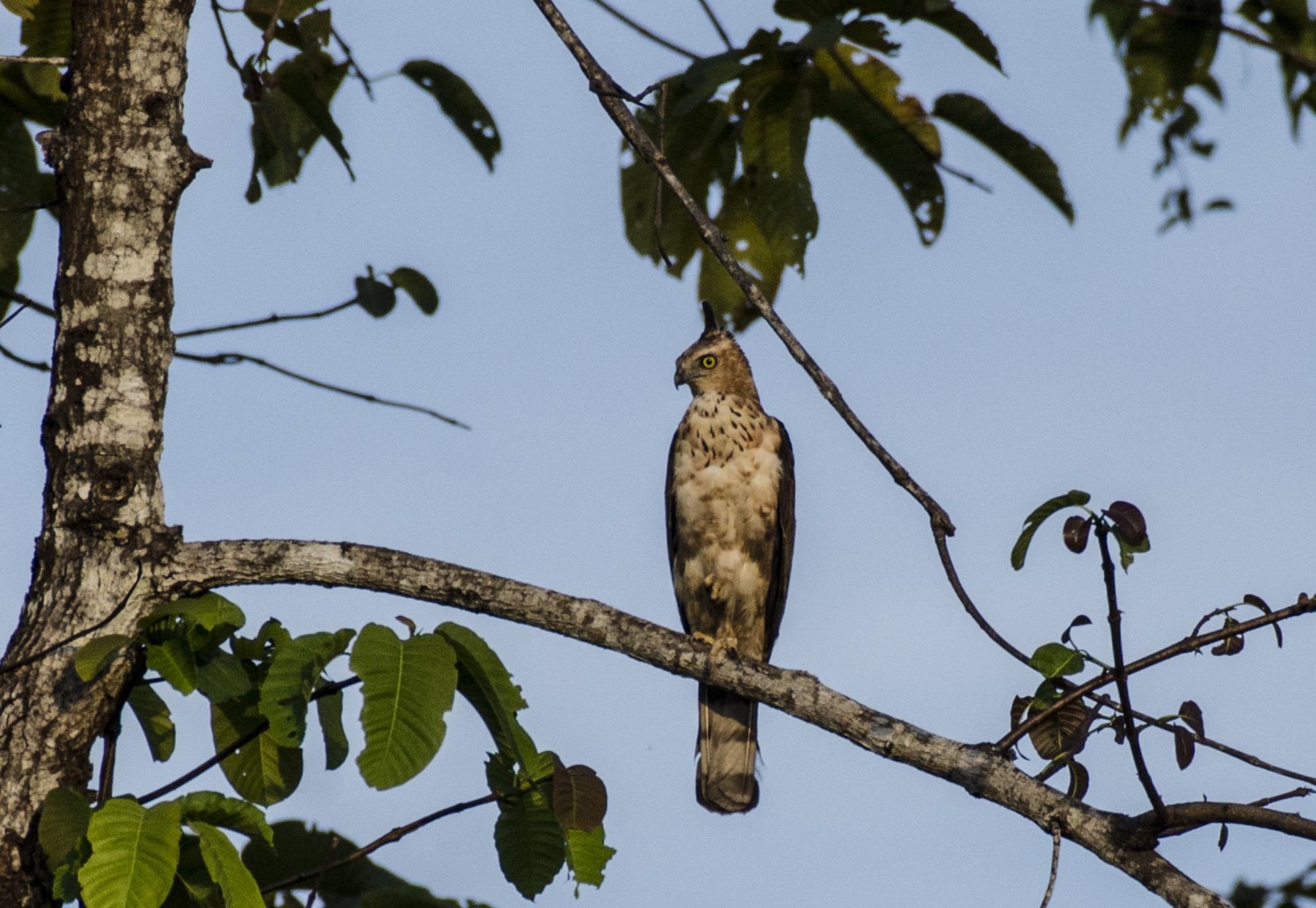 Jerdon's Baza — Borneo wildlife, book, free download, jungle tour, bird, bird tour