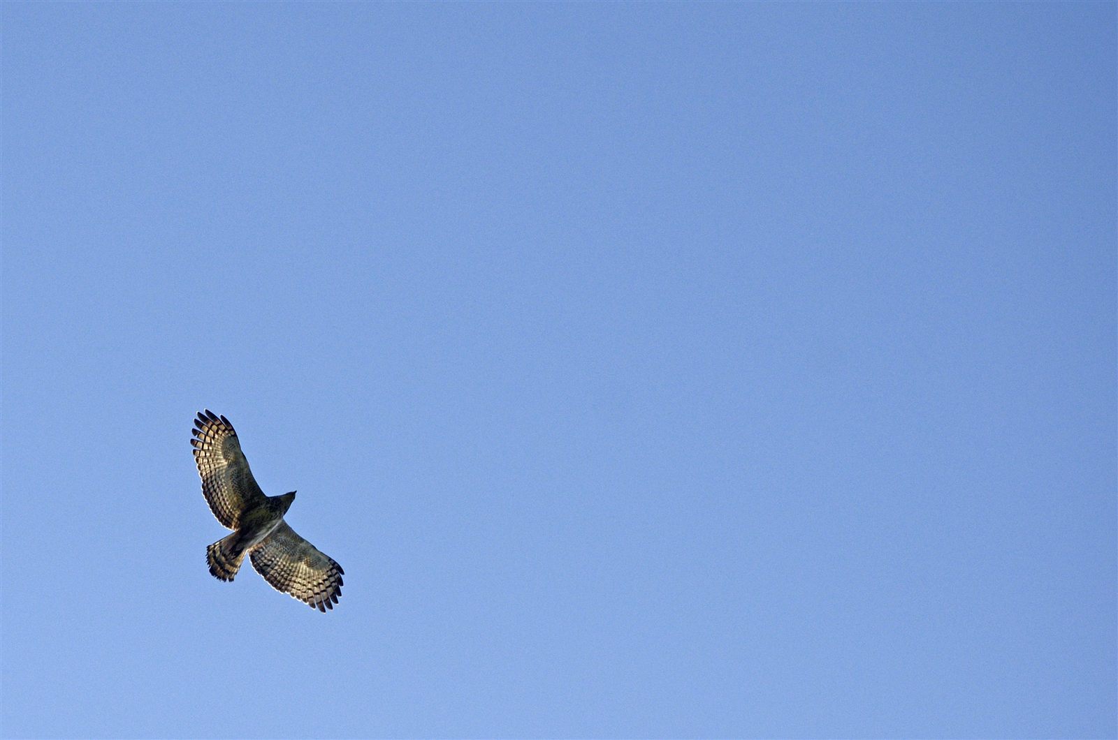 Jerdon's Baza — Borneo wildlife, book, free download, jungle tour, bird, bird tour