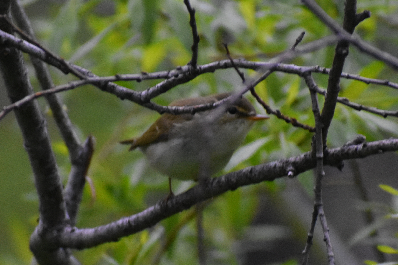Kamchatka Leaf Warbler — Borneo wildlife, book, free download, jungle tour, bird, bird tour