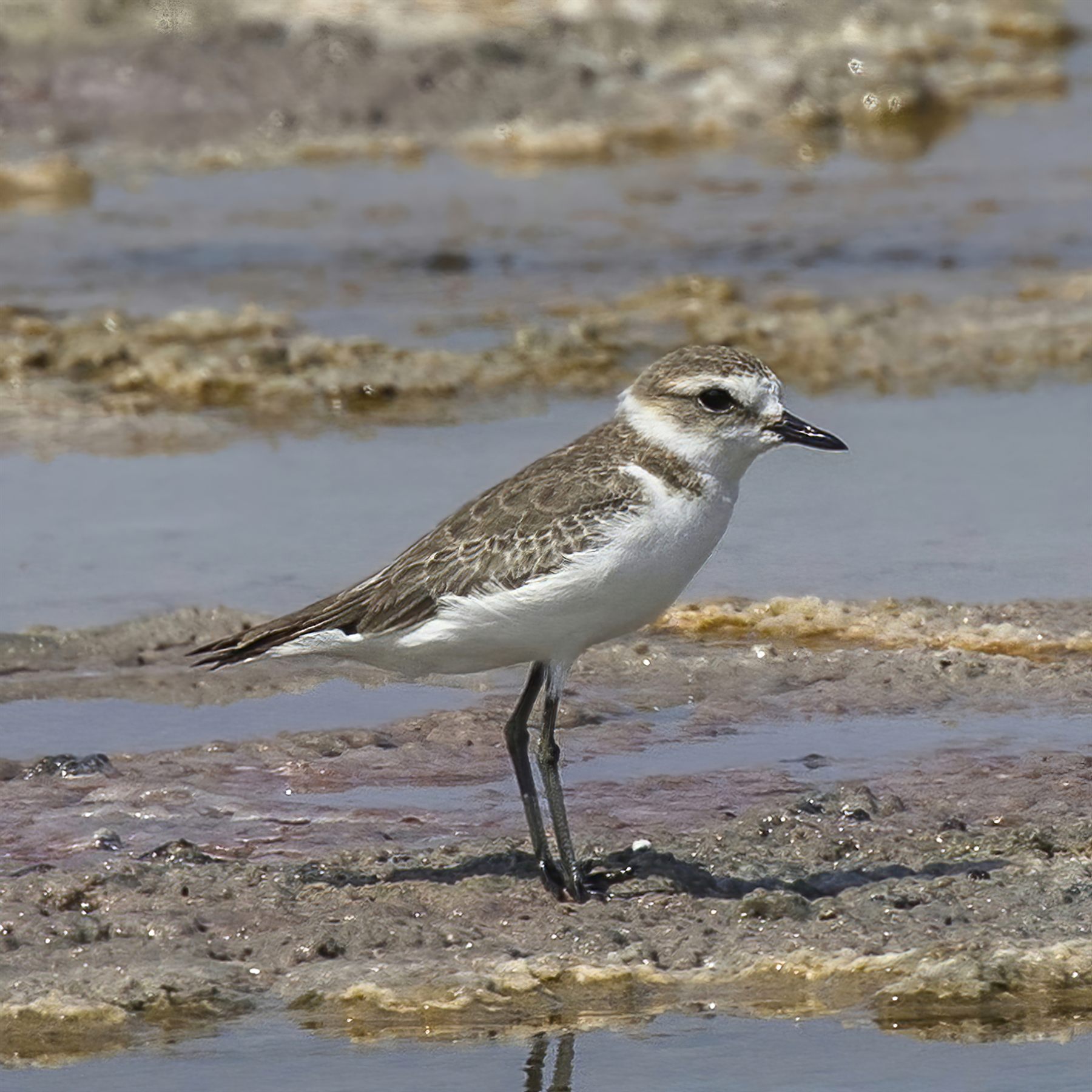 Kentish Plover — Borneo wildlife, book, free download, jungle tour, bird, bird tour