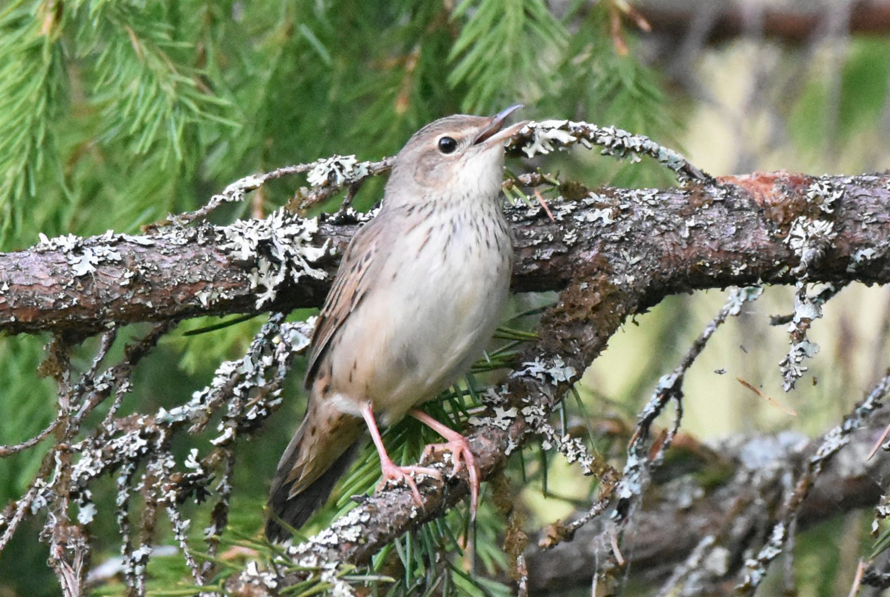 Lanceolated Warbler — Borneo wildlife, book, free download, jungle tour, bird, bird tour