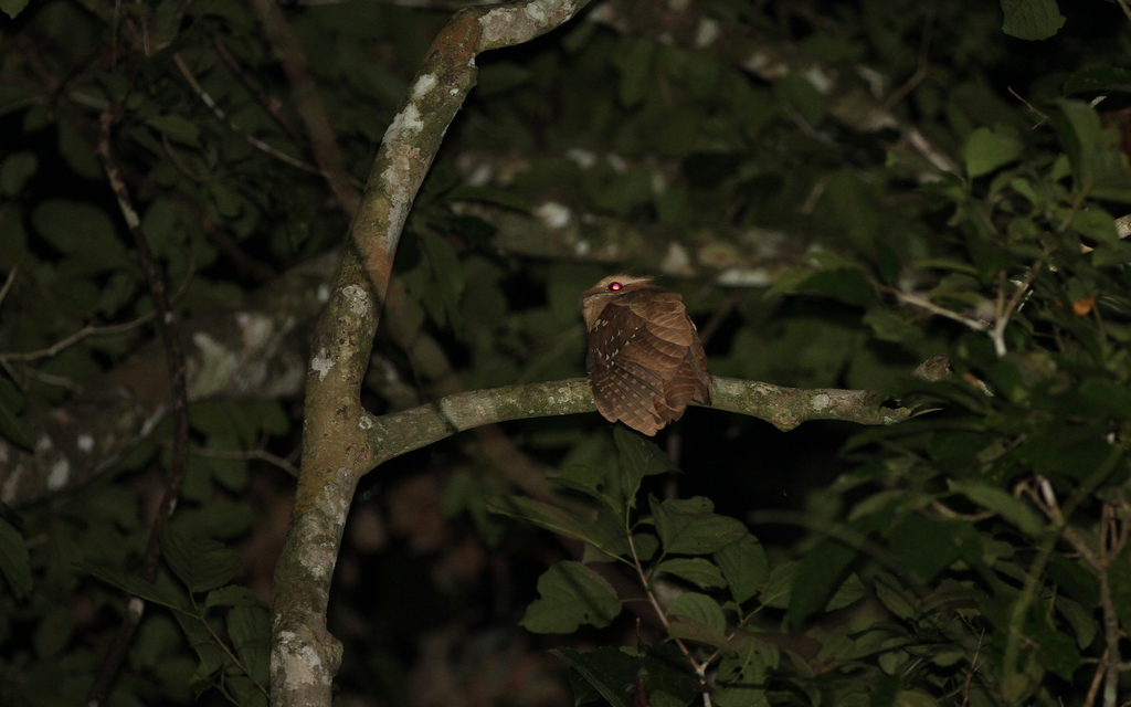 Large Frogmouth — Borneo wildlife, book, free download, jungle tour, bird, bird tour