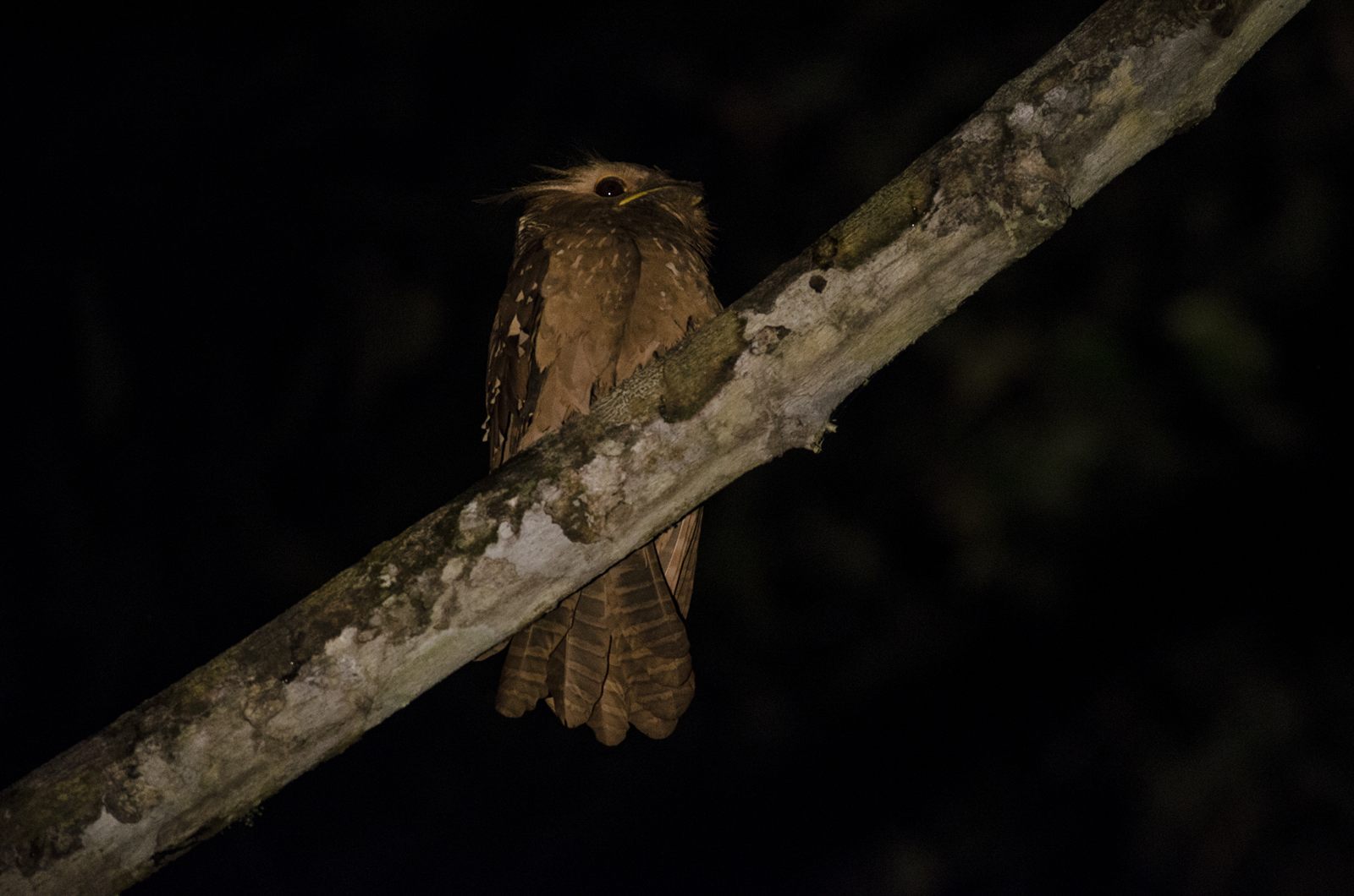 Large Frogmouth — Borneo wildlife, book, free download, jungle tour, bird, bird tour