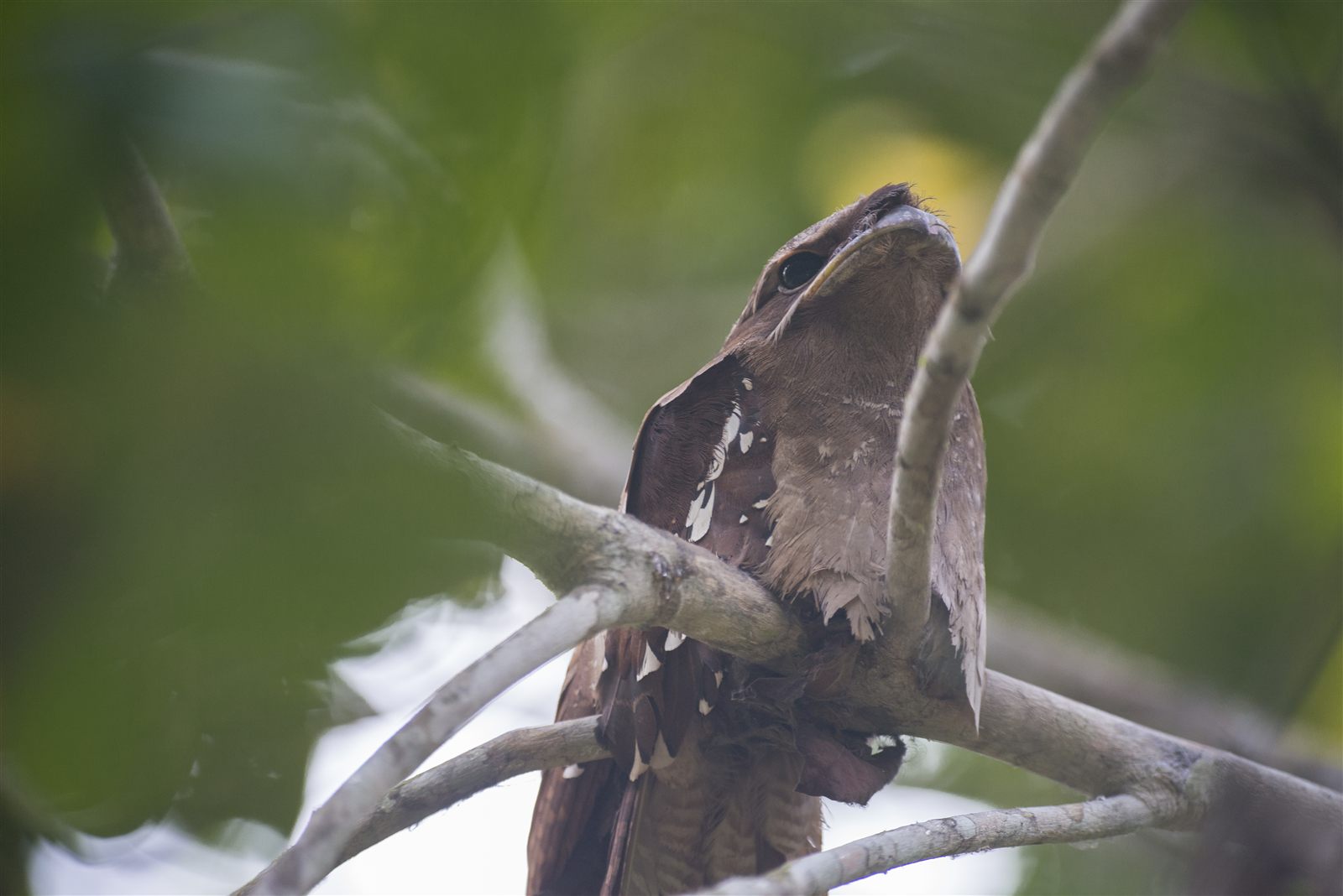 Large Frogmouth — Borneo wildlife, book, free download, jungle tour, bird, bird tour