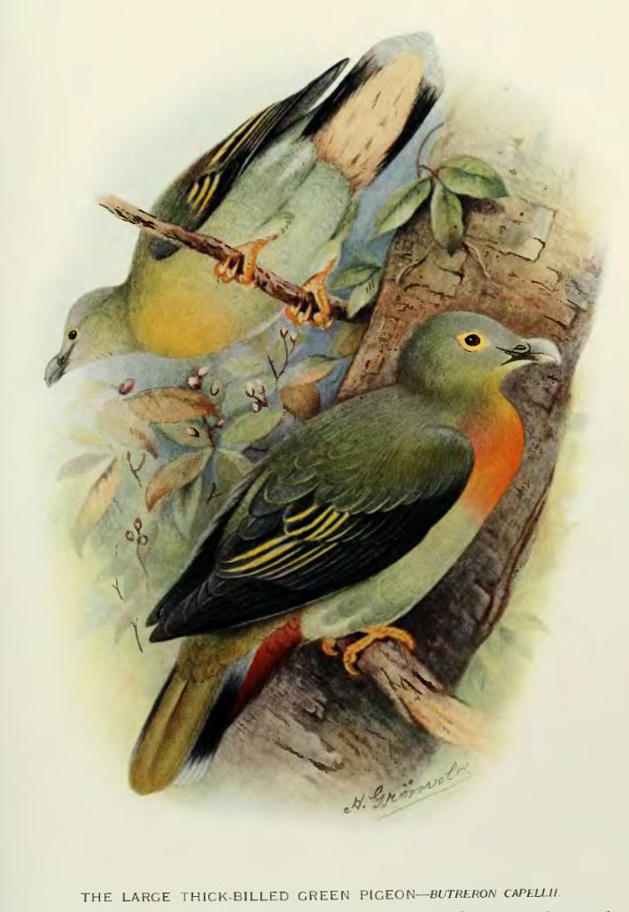 Large Green-Pigeon — Borneo wildlife, book, free download, jungle tour, bird, bird tour