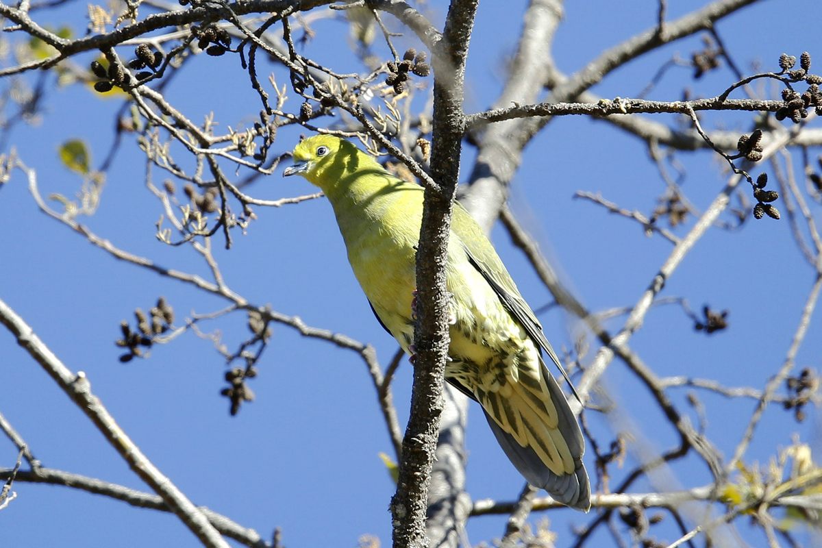 Large Green-Pigeon — Borneo wildlife, book, free download, jungle tour, bird, bird tour