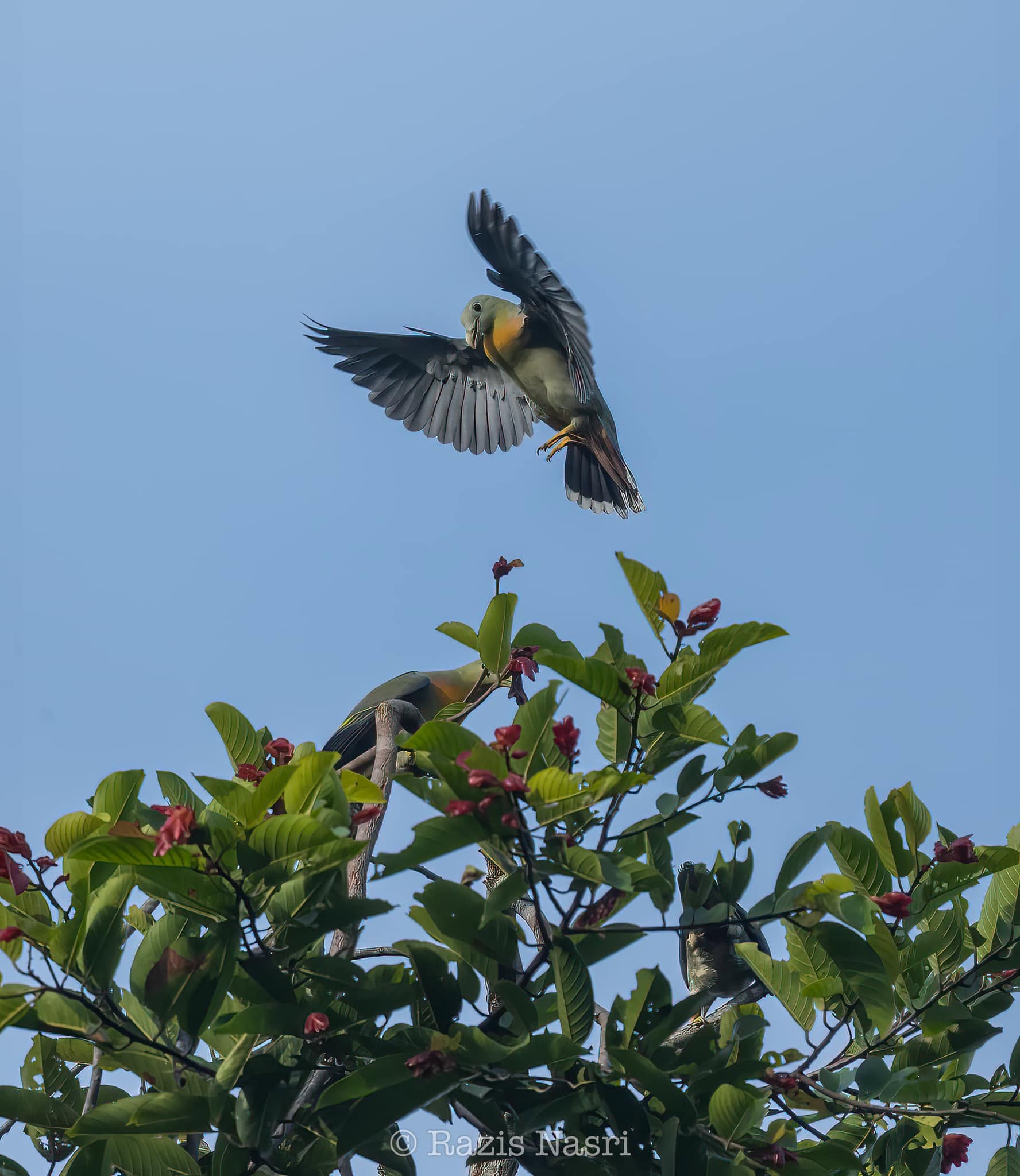 Large Green-Pigeon — Borneo wildlife, book, free download, jungle tour, bird, bird tour