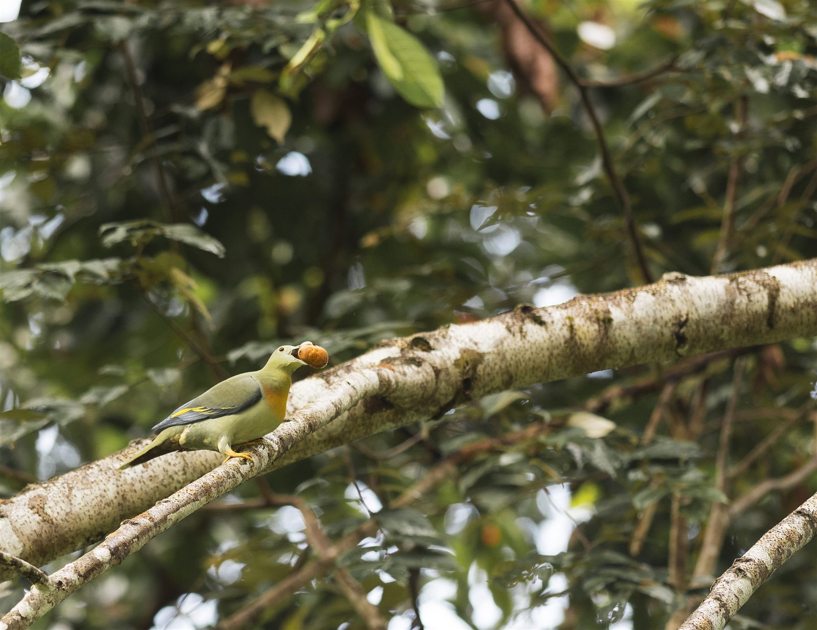 Large Green-Pigeon — Borneo wildlife, book, free download, jungle tour, bird, bird tour