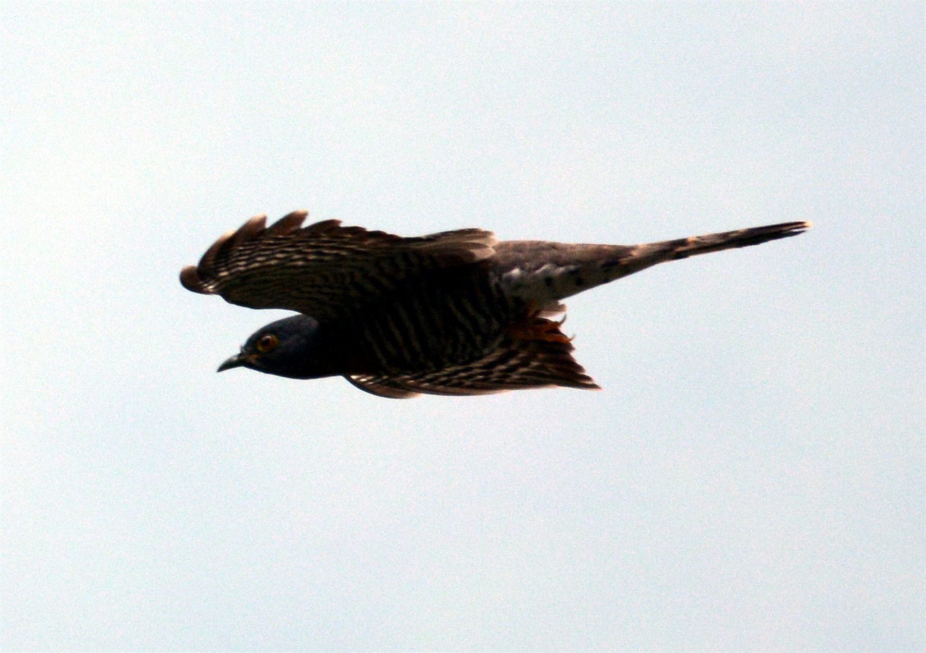 Large Hawk-Cuckoo — Borneo wildlife, book, free download, jungle tour, bird, bird tour