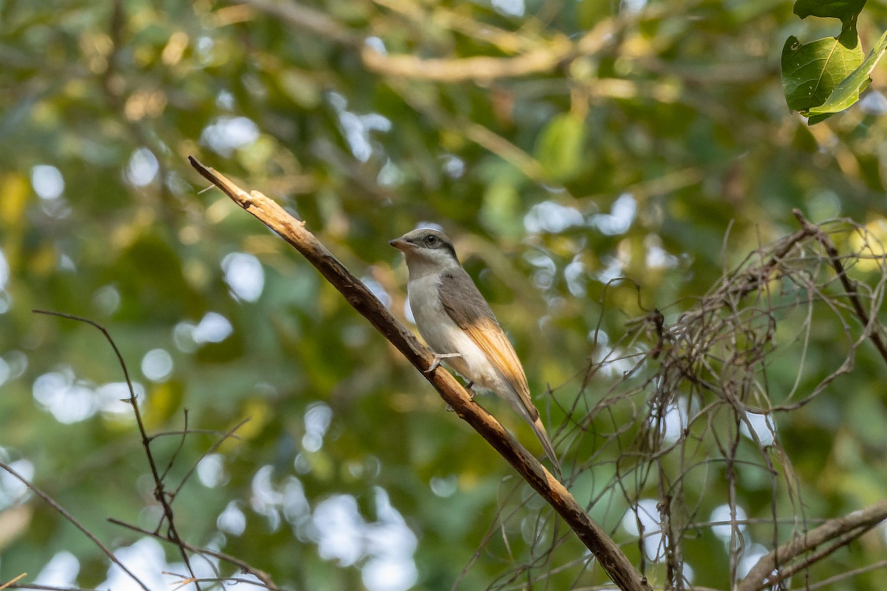 Large Woodshrike — Borneo wildlife, book, free download, jungle tour, bird, bird tour