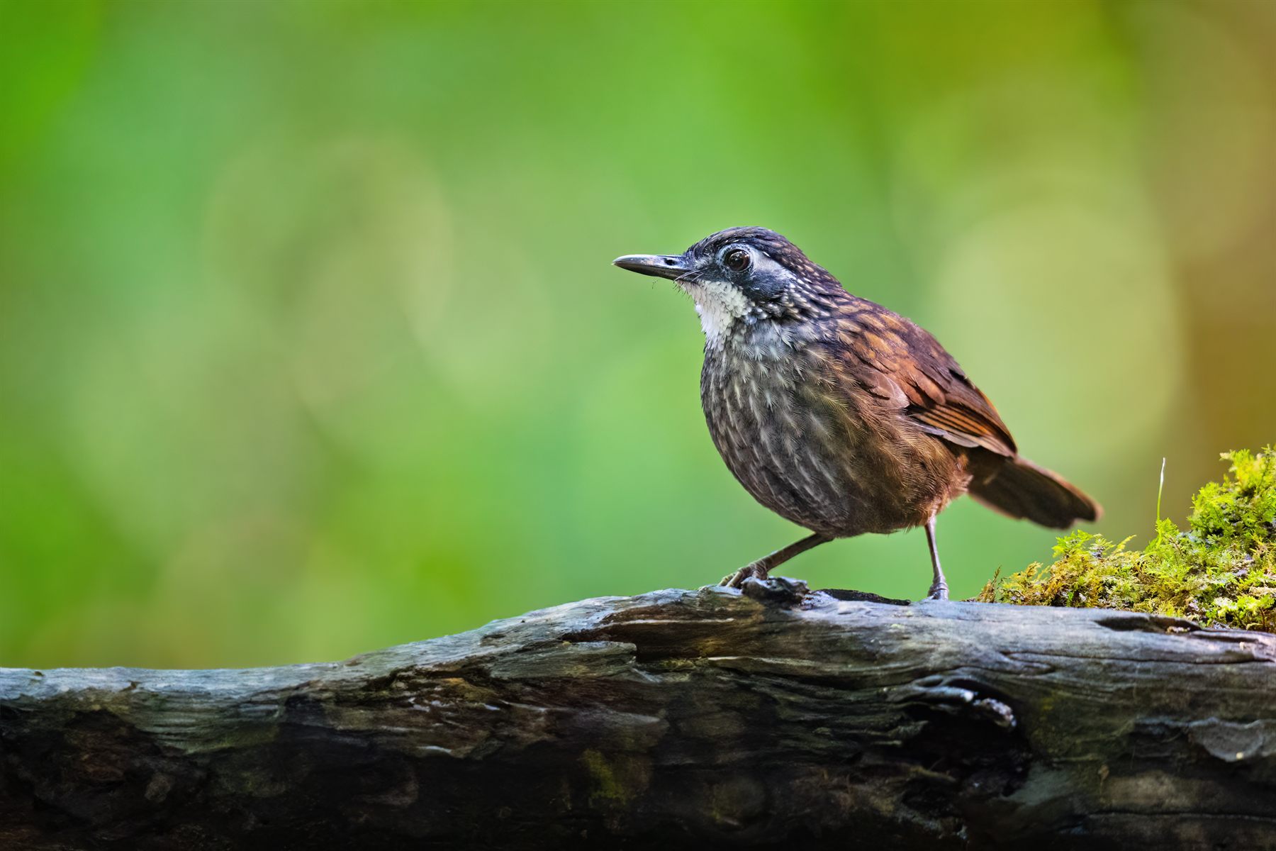 Large Wren-Babbler — Borneo wildlife, book, free download, jungle tour, bird, bird tour